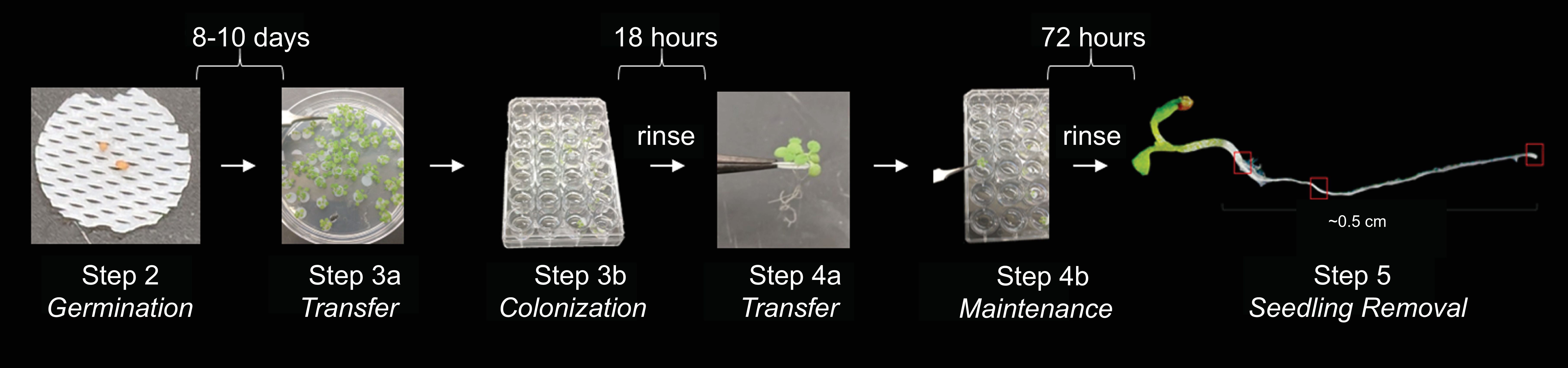 Plant germination and growth process diagram: germination, transfer, colonization, maintenance, seedling removal.