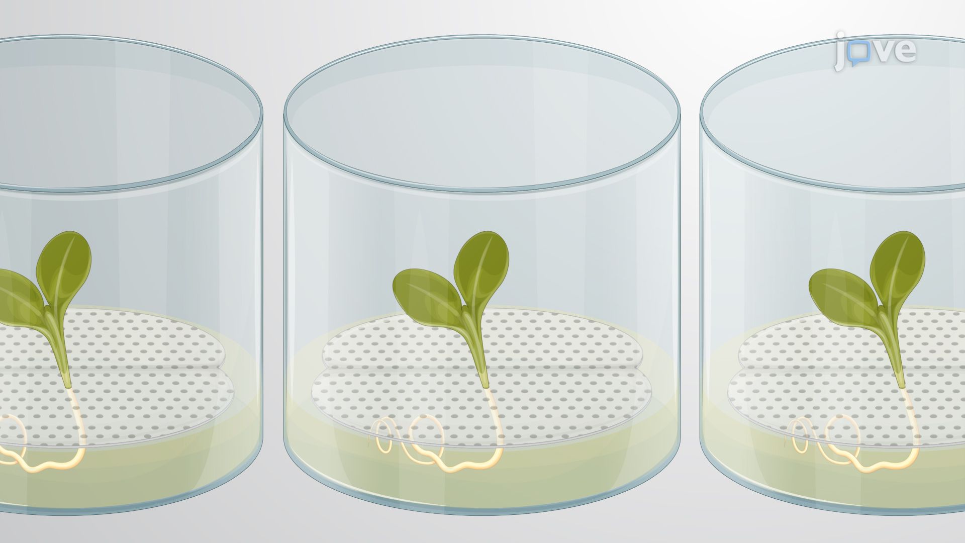 Video: Monitoring Bacterial Colonization of Arabidopsis thaliana Roots ...