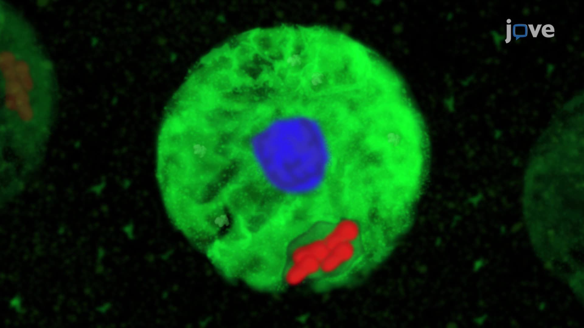 ビデオ: High-Resolution Confocal Imaging of Pathogen-Infected Drosophila ...
