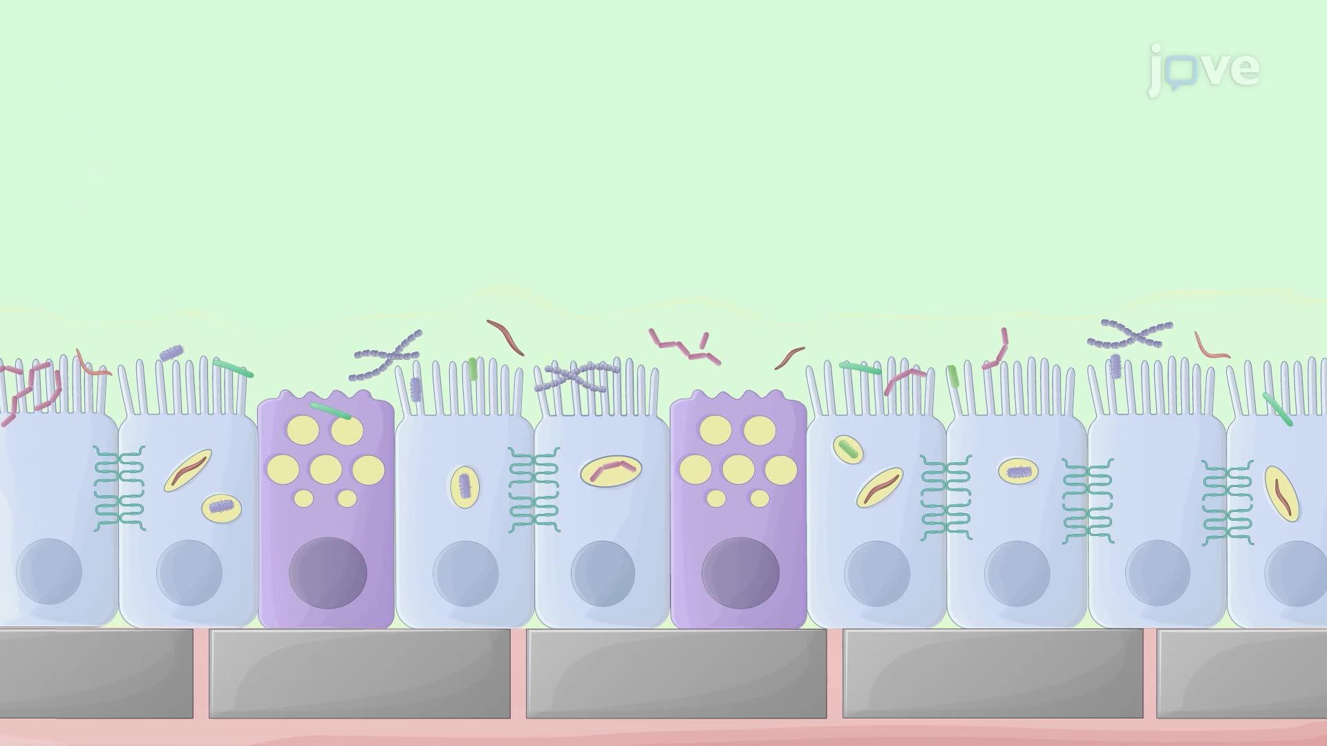 Serie: In-vitro-Darmmodell zur Bewertung bakterieller Adhäsion und ...