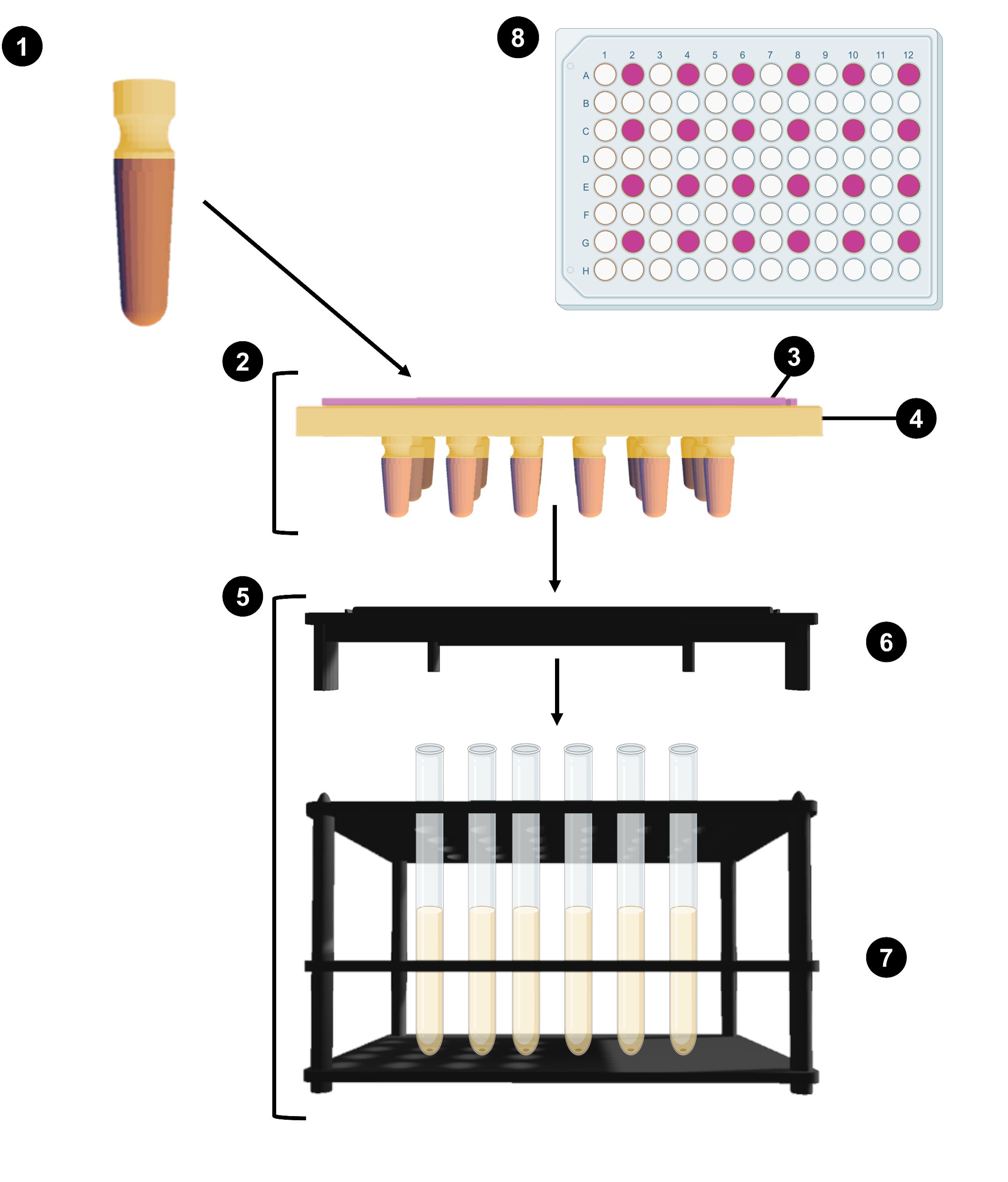 figure-results-1 PCR setup and process diagram with test tubes and microplate for DNA amplification analysis.