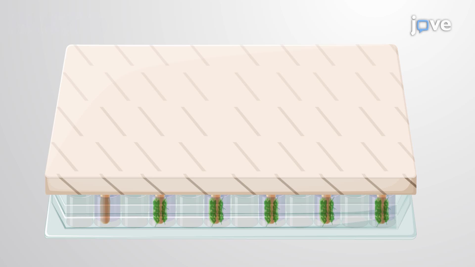 A 3D-Printed Silicone-Coated Device to Model Catheter-Associated Urinary Tract Infection