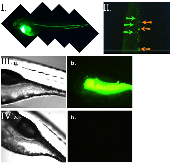 FSL-Fluorescein och zebrafisk