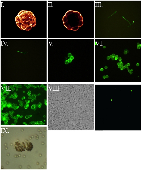 FLS-biotine cellules marquées