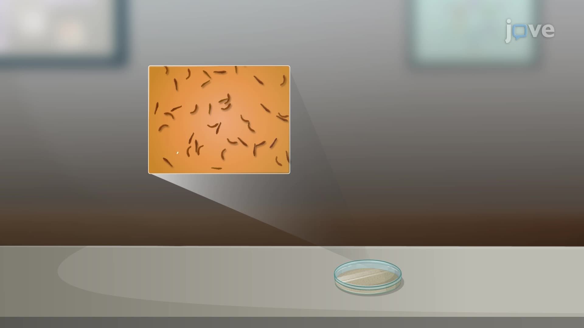 Exponential Equations for Modeling Growth