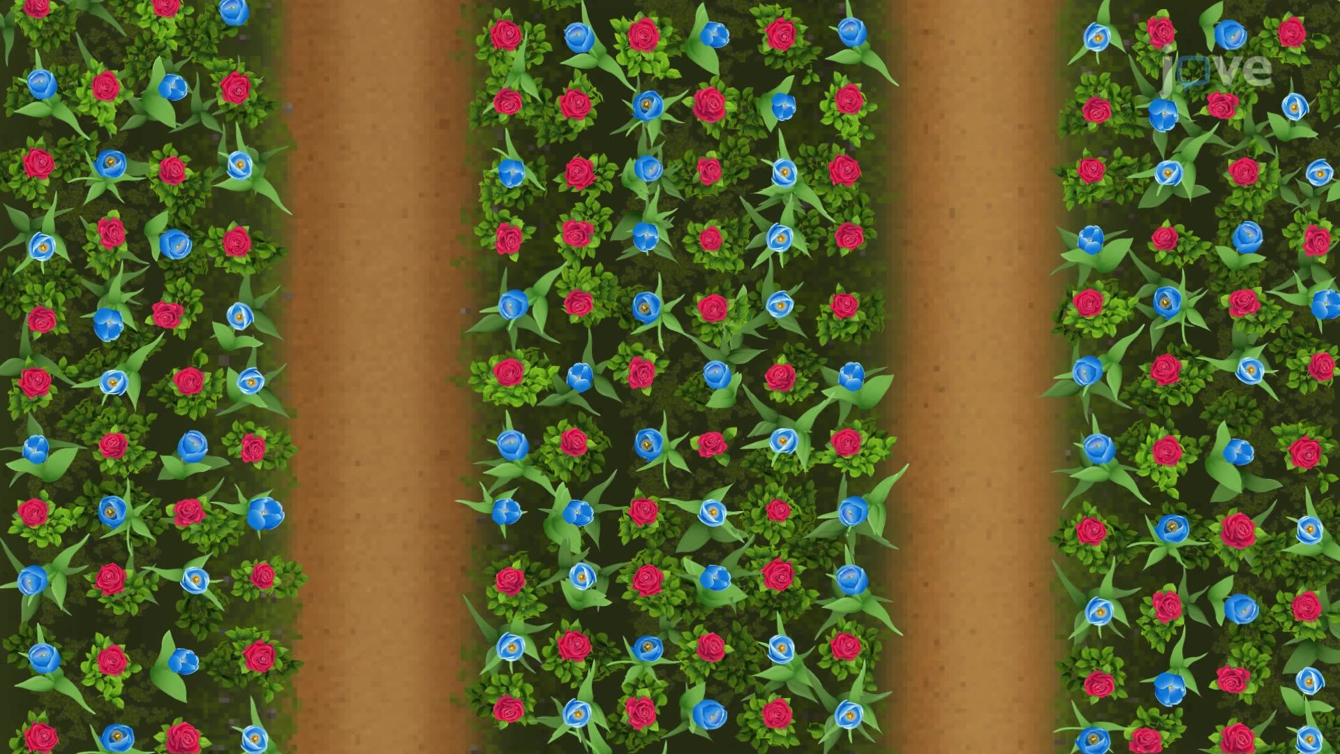 The Binomial Theorem