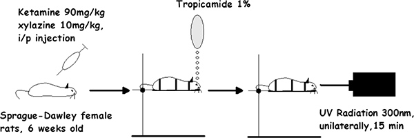 Figura 1