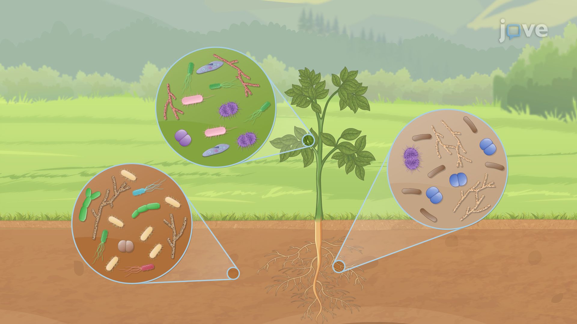 Thumbnail for Microbial Ecology