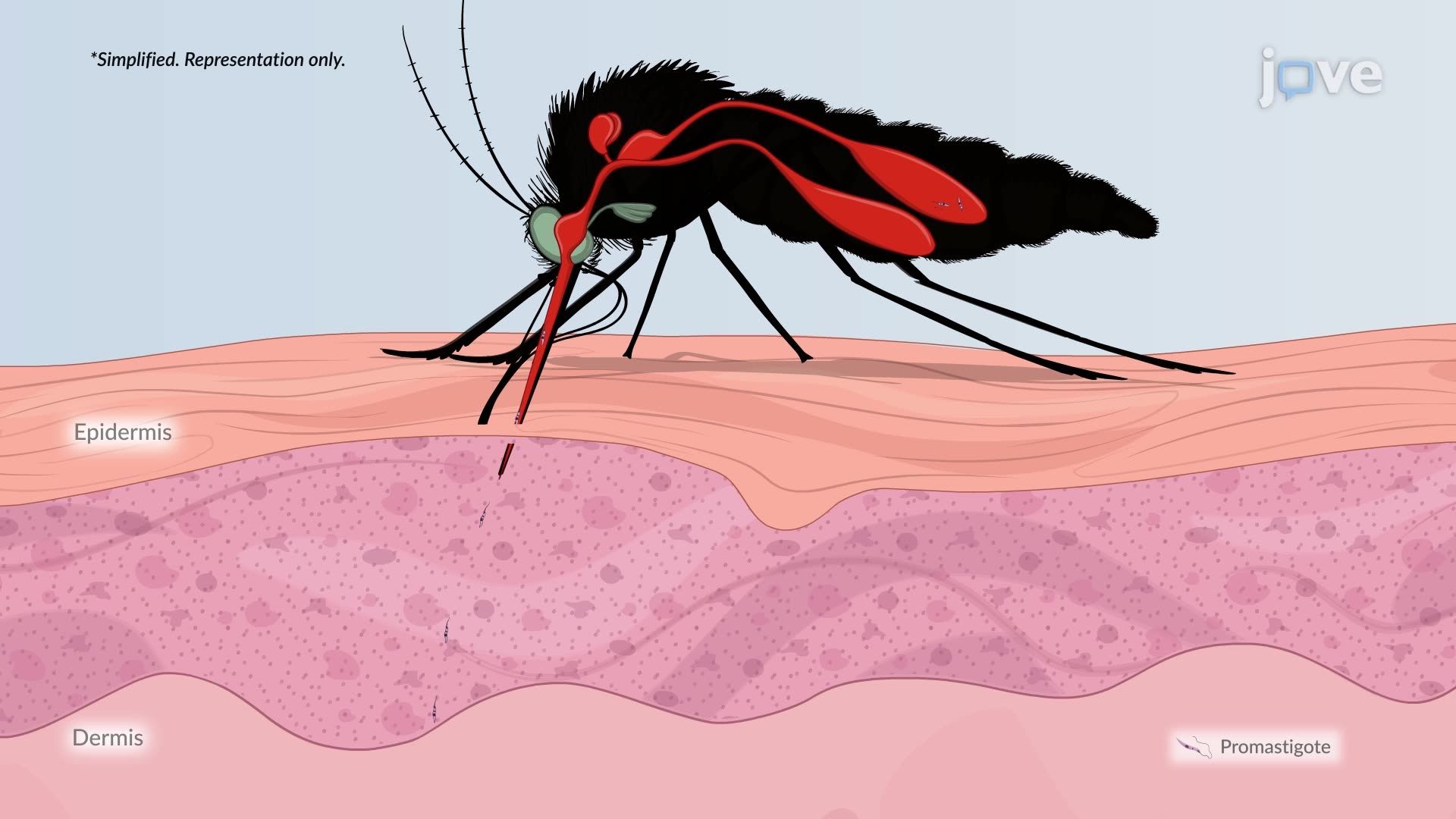 Thumbnail for Fungal and Parasitic Infections