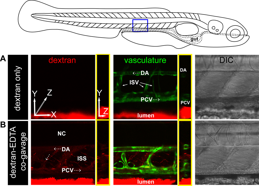 Microgavage of Zebrafish Larvae