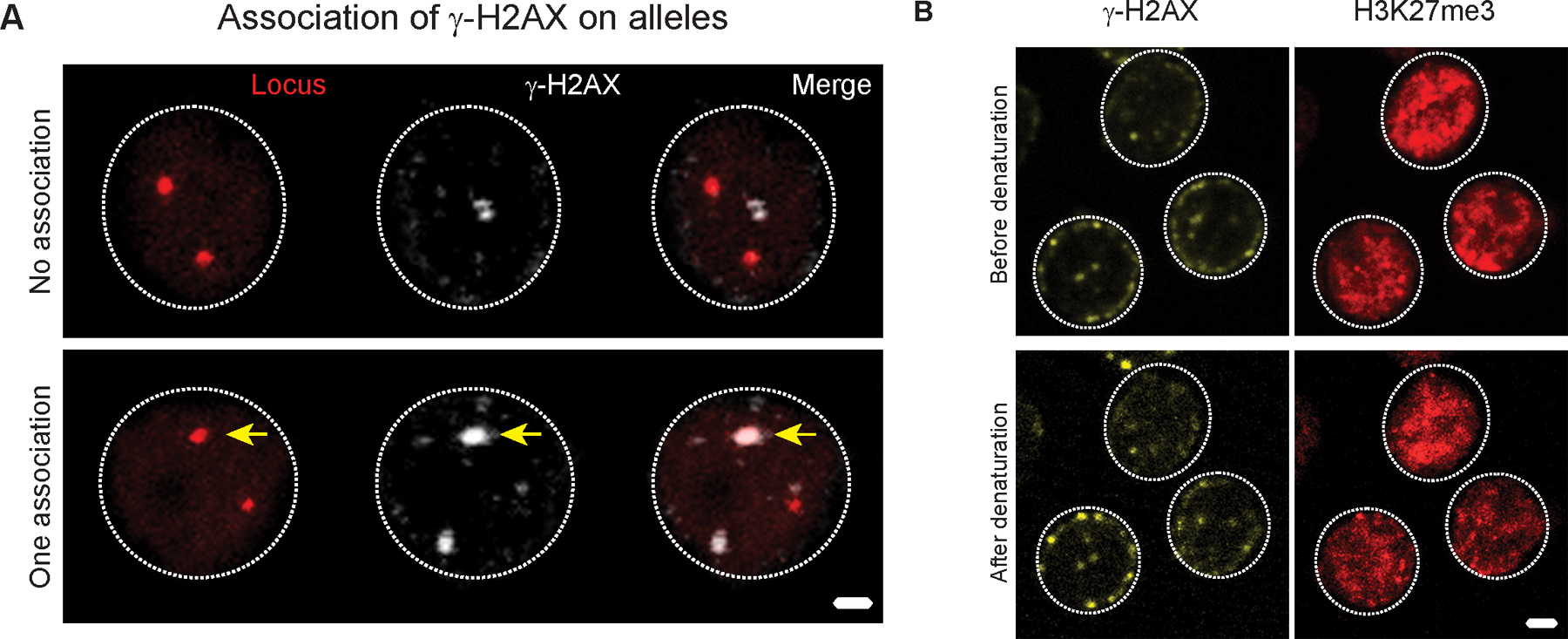 Combined Immunofluorescence and DNA FISH on 3Dpreserved Interphase