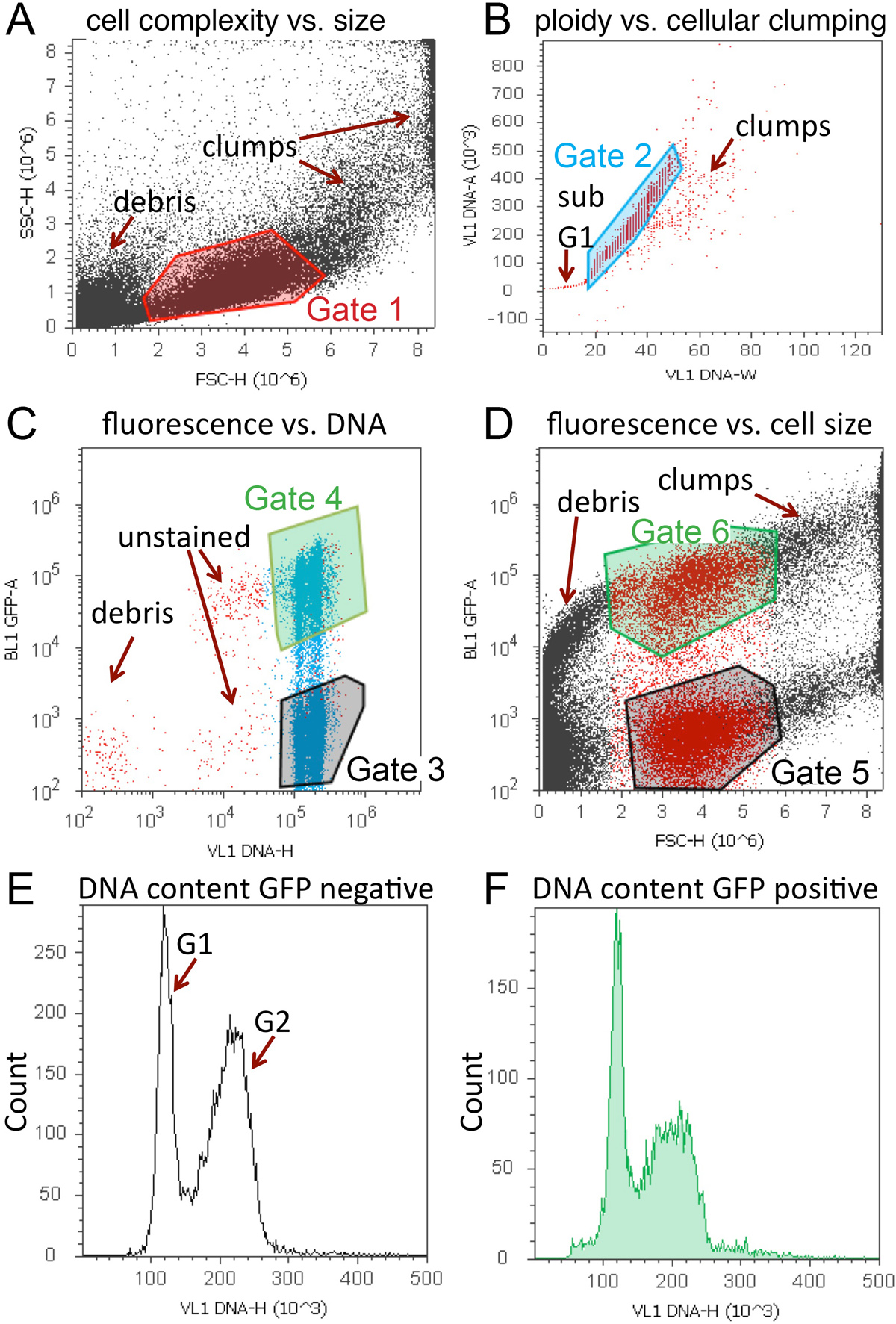 Live Cell Cycle Analysis of Drosophila Tissues using the Attune ...