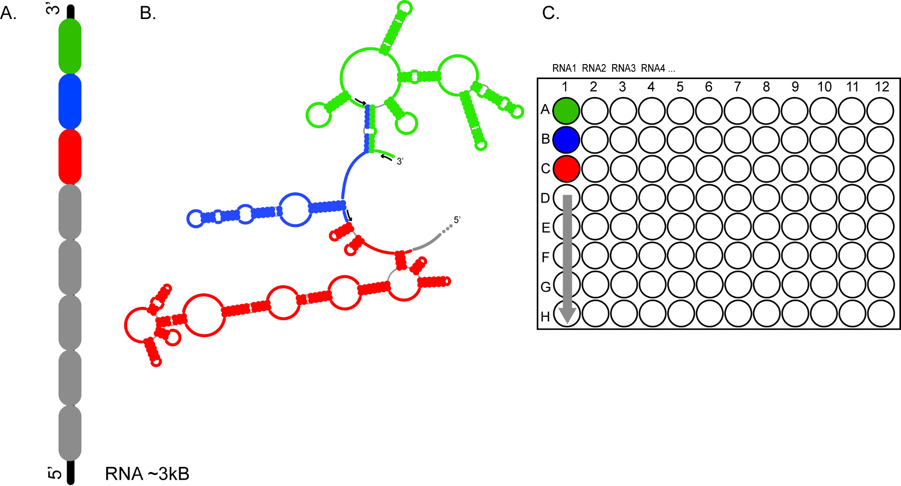 RNA Secondary Structure Prediction Using High-throughput SHAPE | Protocol