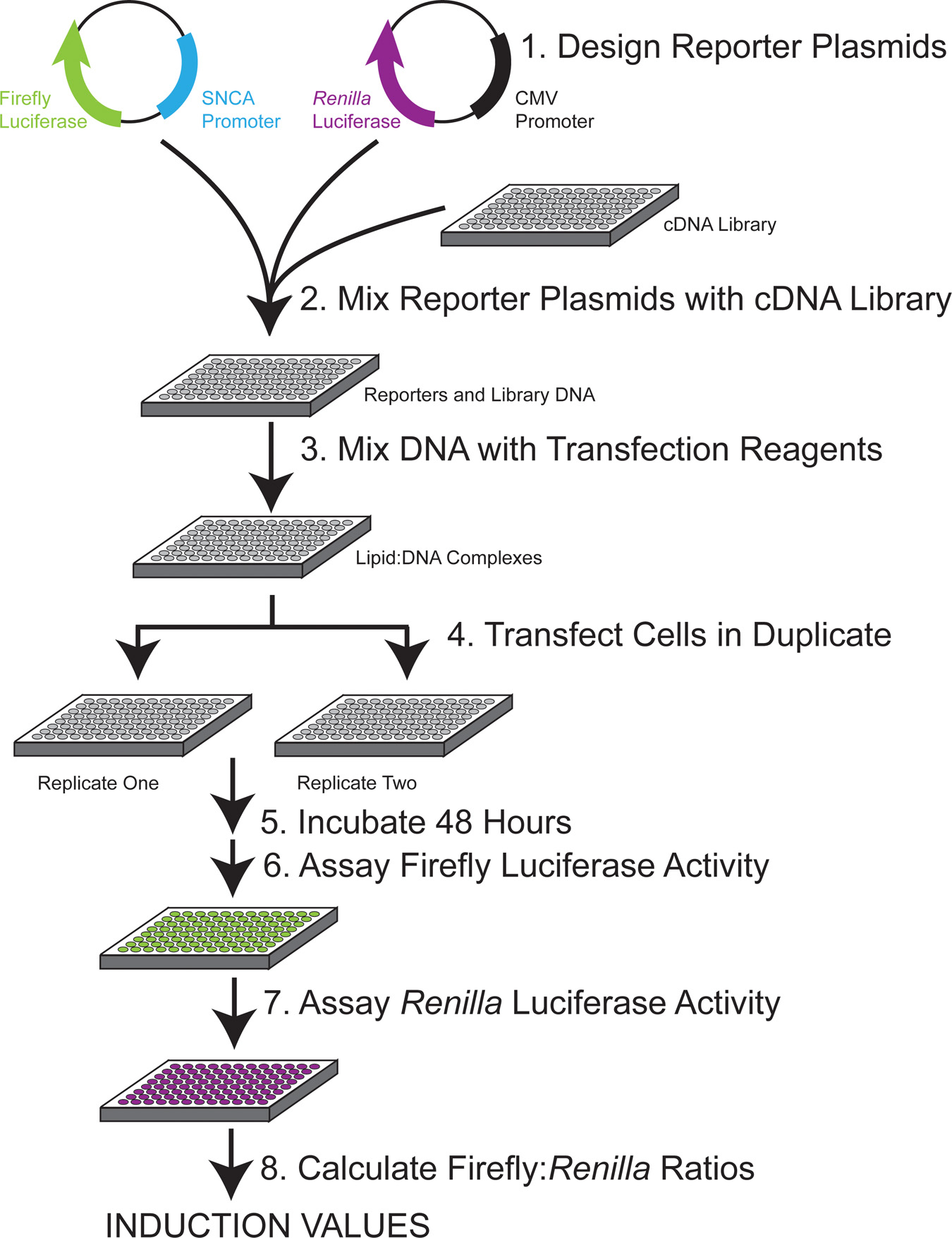 Highthroughput Functional Screening using a Homemade Dualglow Luciferase Assay Protocol