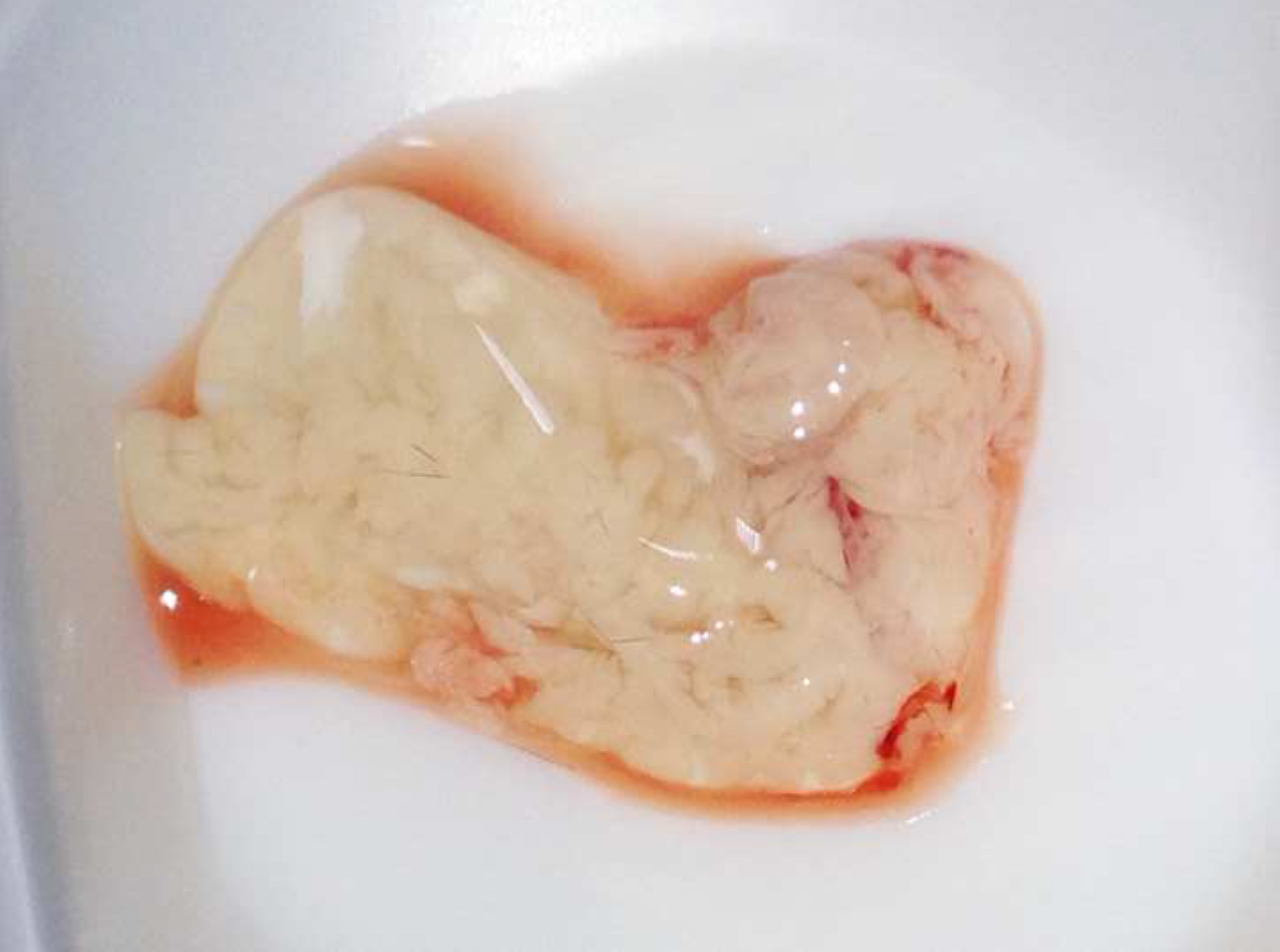 A Method for Mouse Pancreatic Islet Isolation and Intracellular cAMP