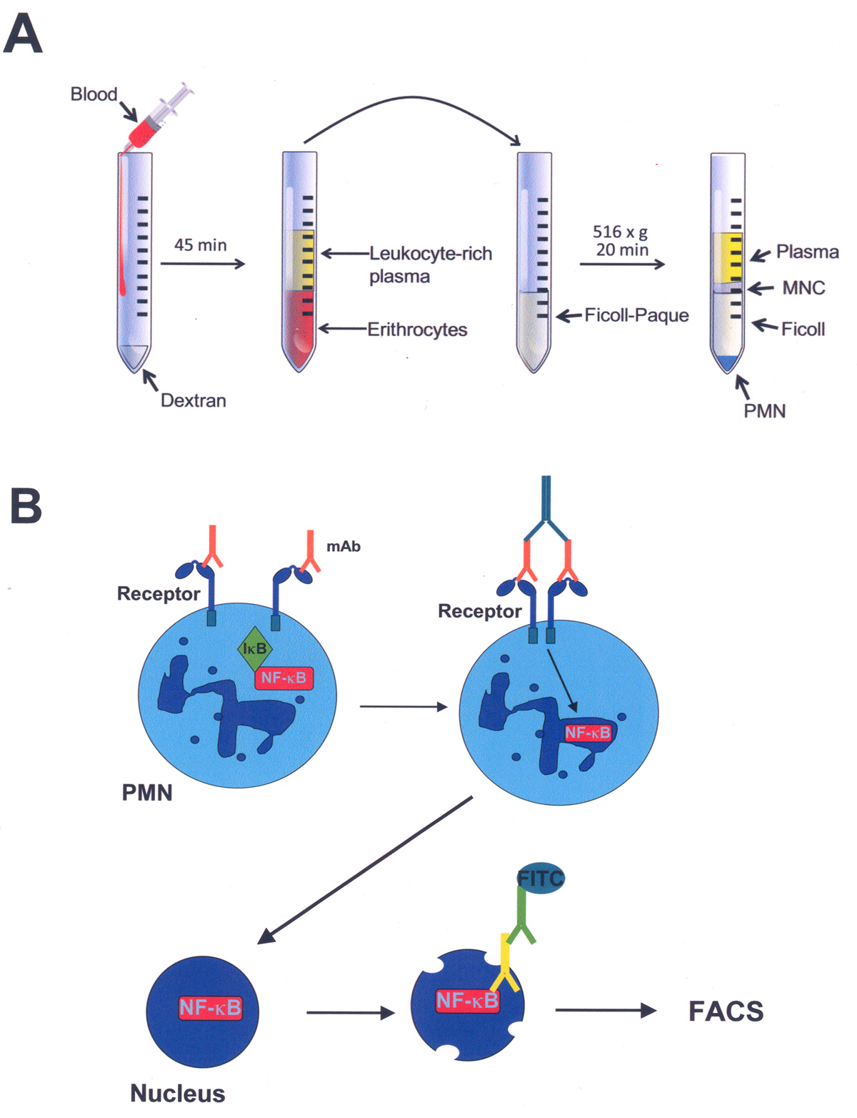 A Simple and Efficient Method to Detect Nuclear Factor Activation in ...