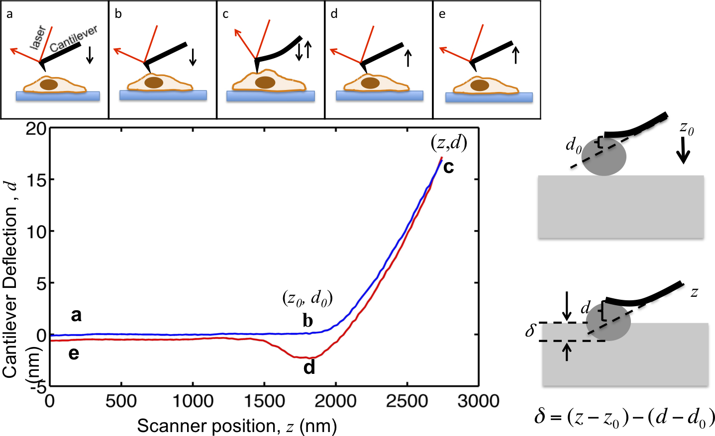 Measuring the Mechanical Properties of Living Cells Using Atomic Force ...