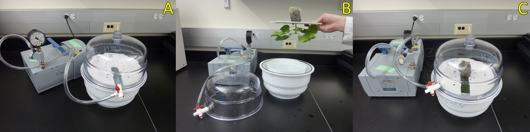 Efficient Agroinfiltration of Plants for High-level Transient ...