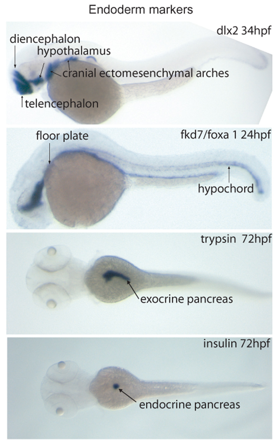 High Resolution Whole Mount In Situ Hybridization within Zebrafish