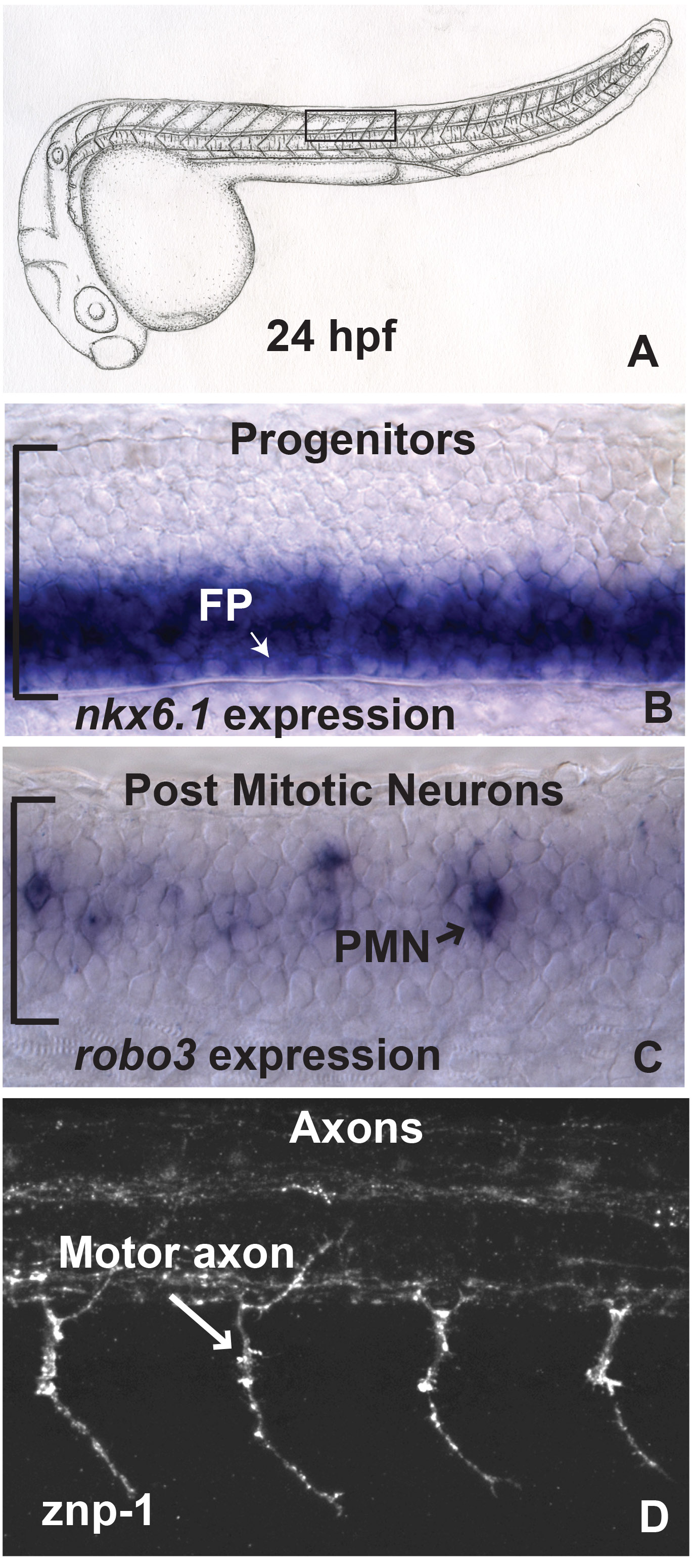 Dissection and Lateral Mounting of Zebrafish Embryos: Analysis of ...