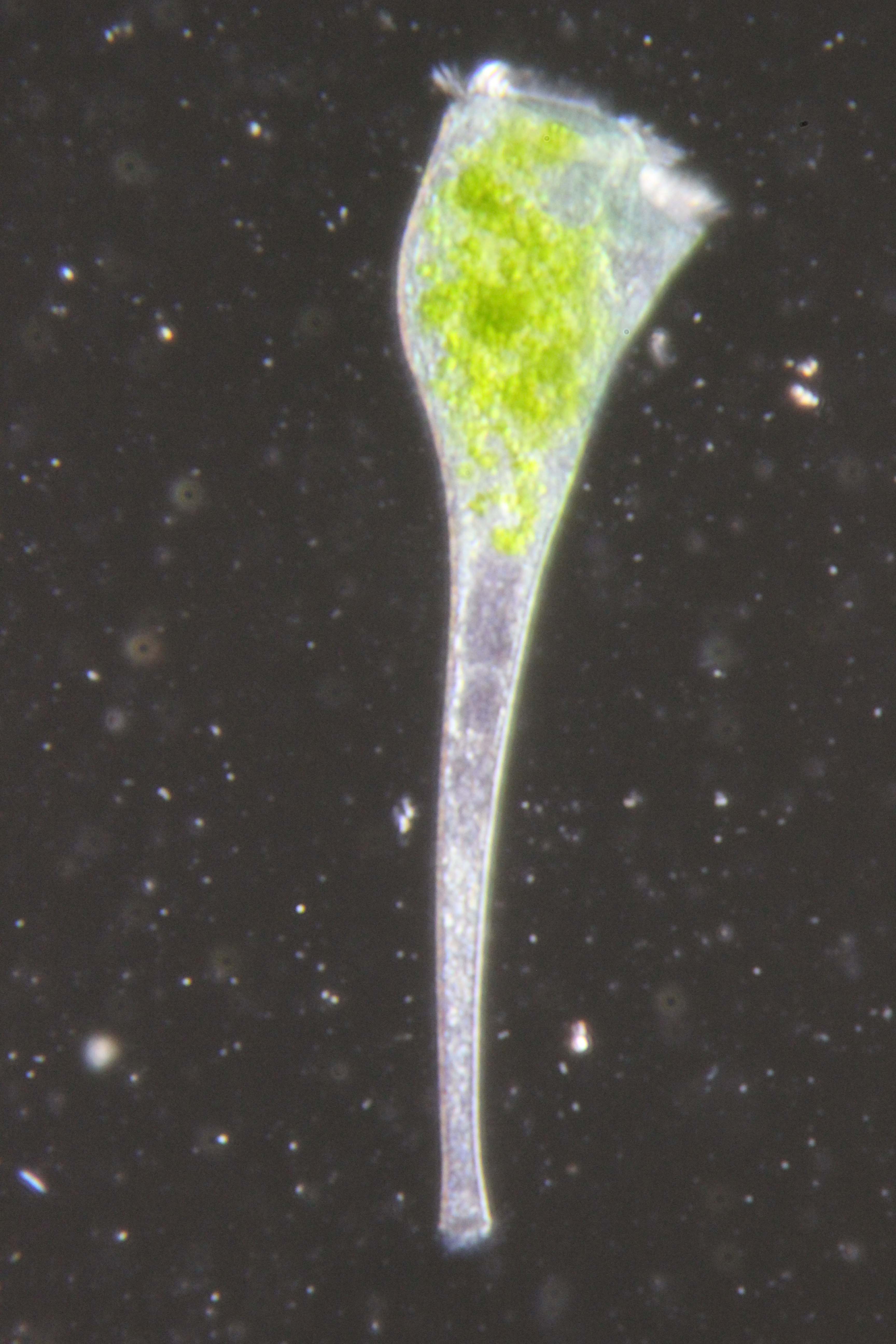Visualizing Cytoplasmic Flow During Singlecell Wound Healing in