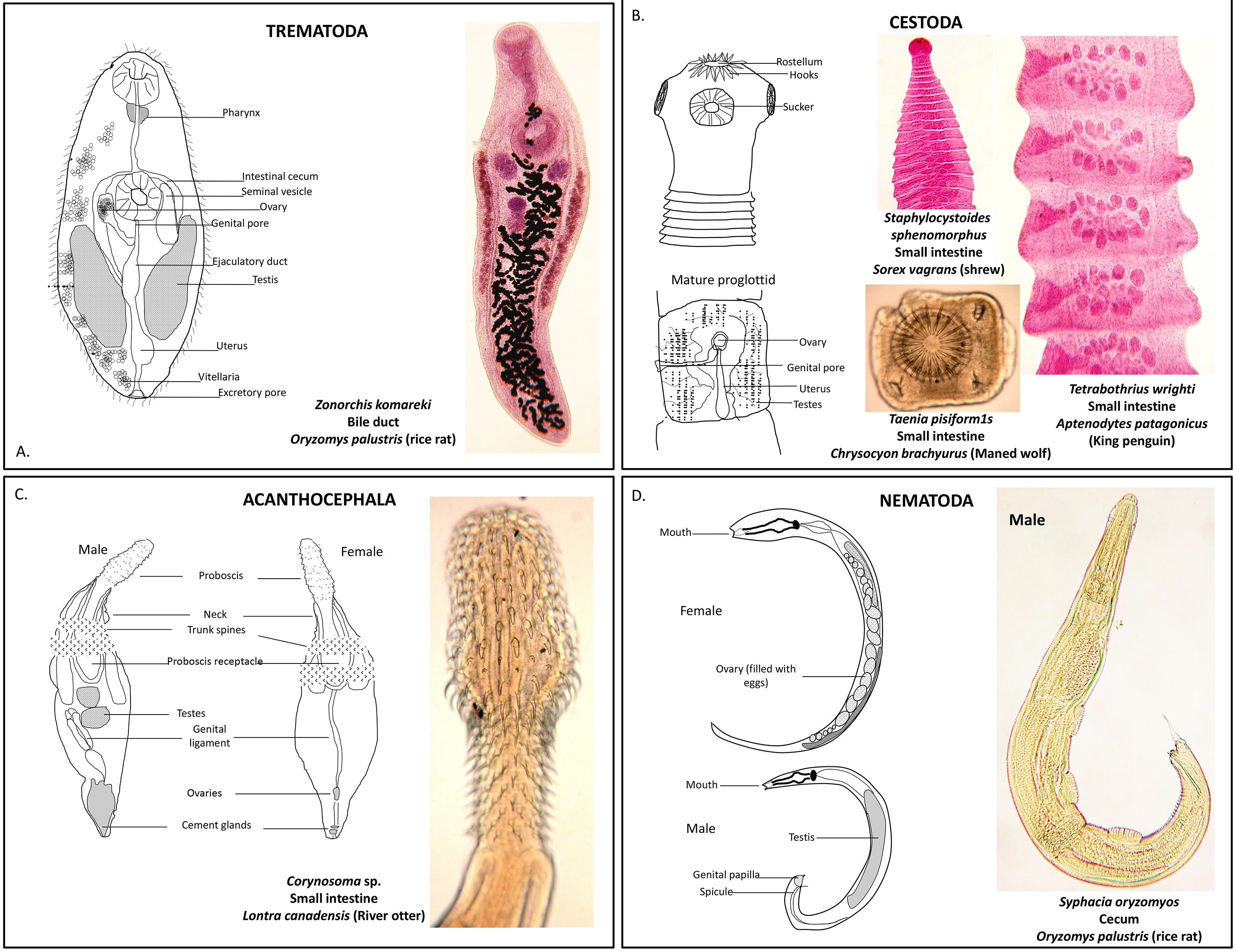 Helminth Collection and Identification from Wildlife