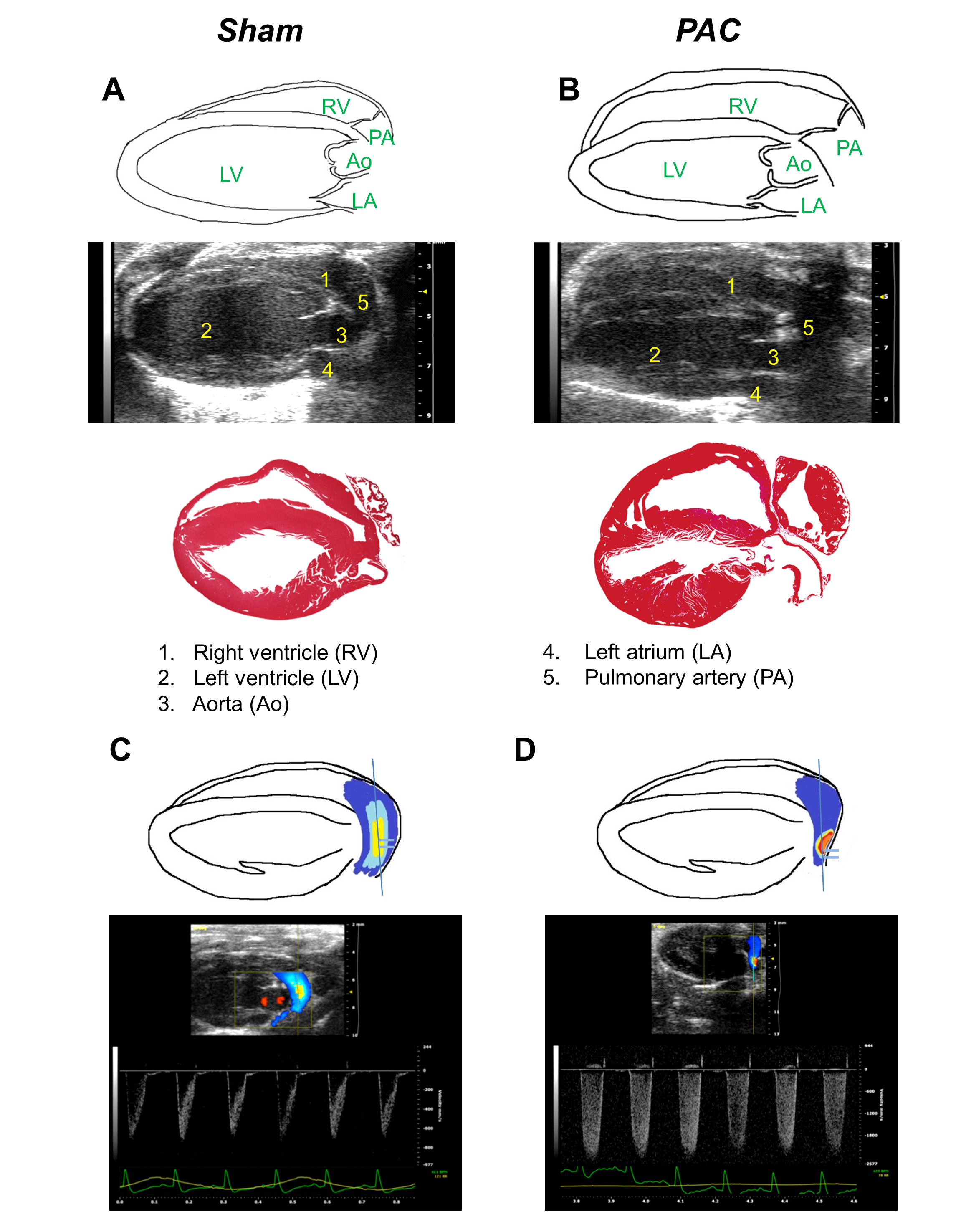 Assessment of Right Ventricular Structure and Function in Mouse Model