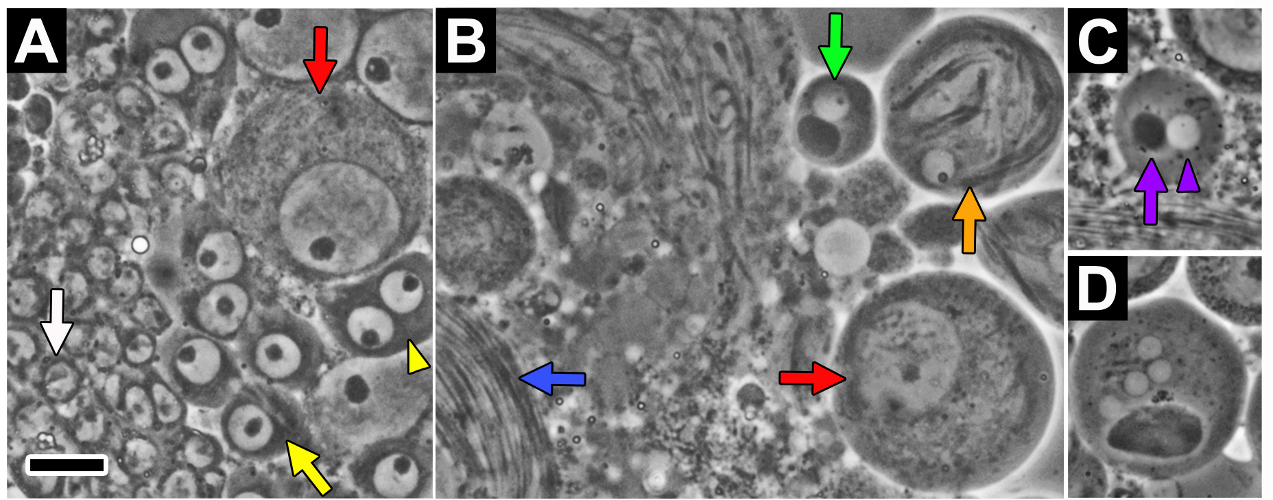 Cytological Analysis of Spermatogenesis Live and Fixed Preparations of