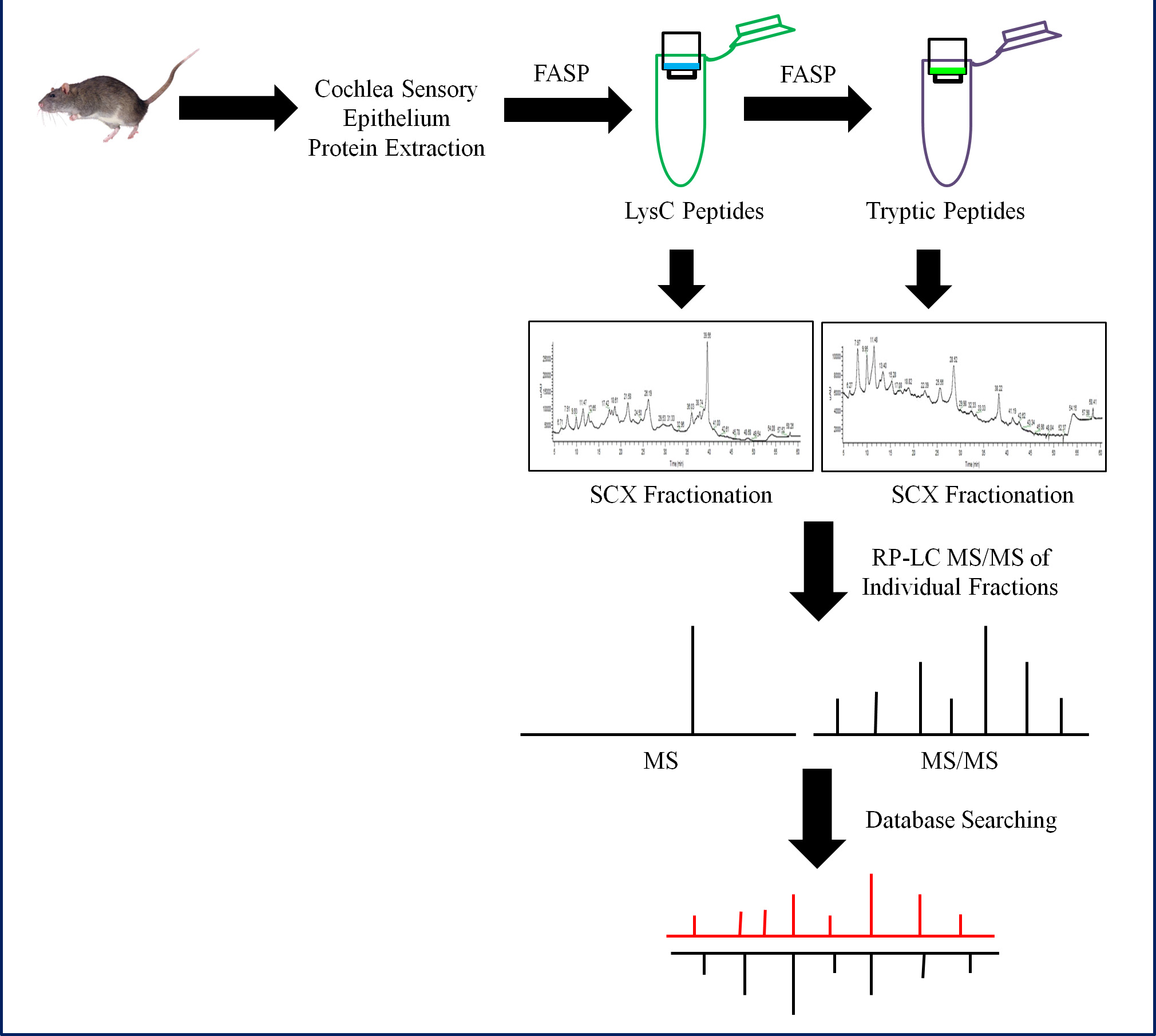 Bottom-up and Shotgun Proteomics to Identify a Comprehensive Cochlear ...