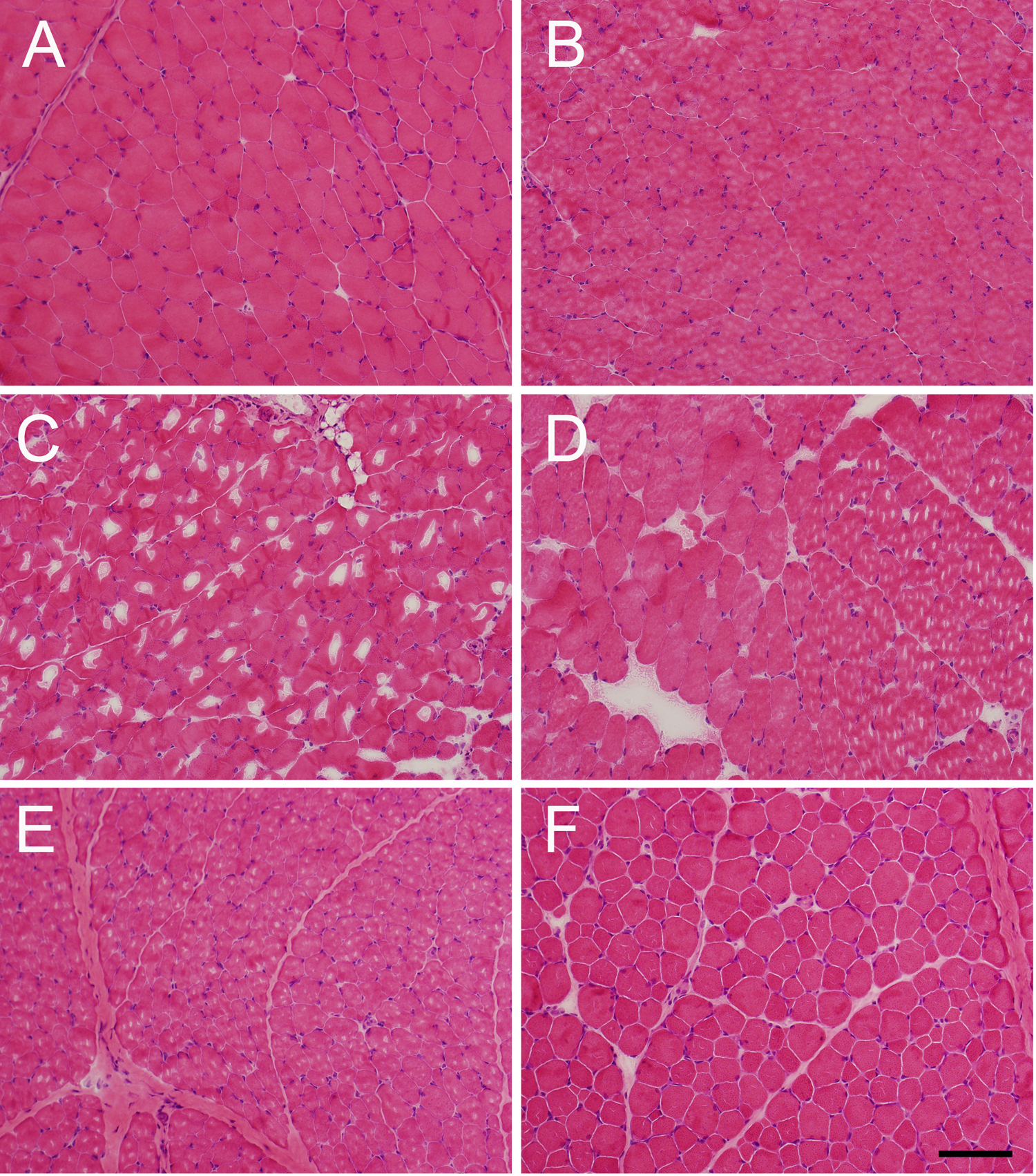 Figura 3