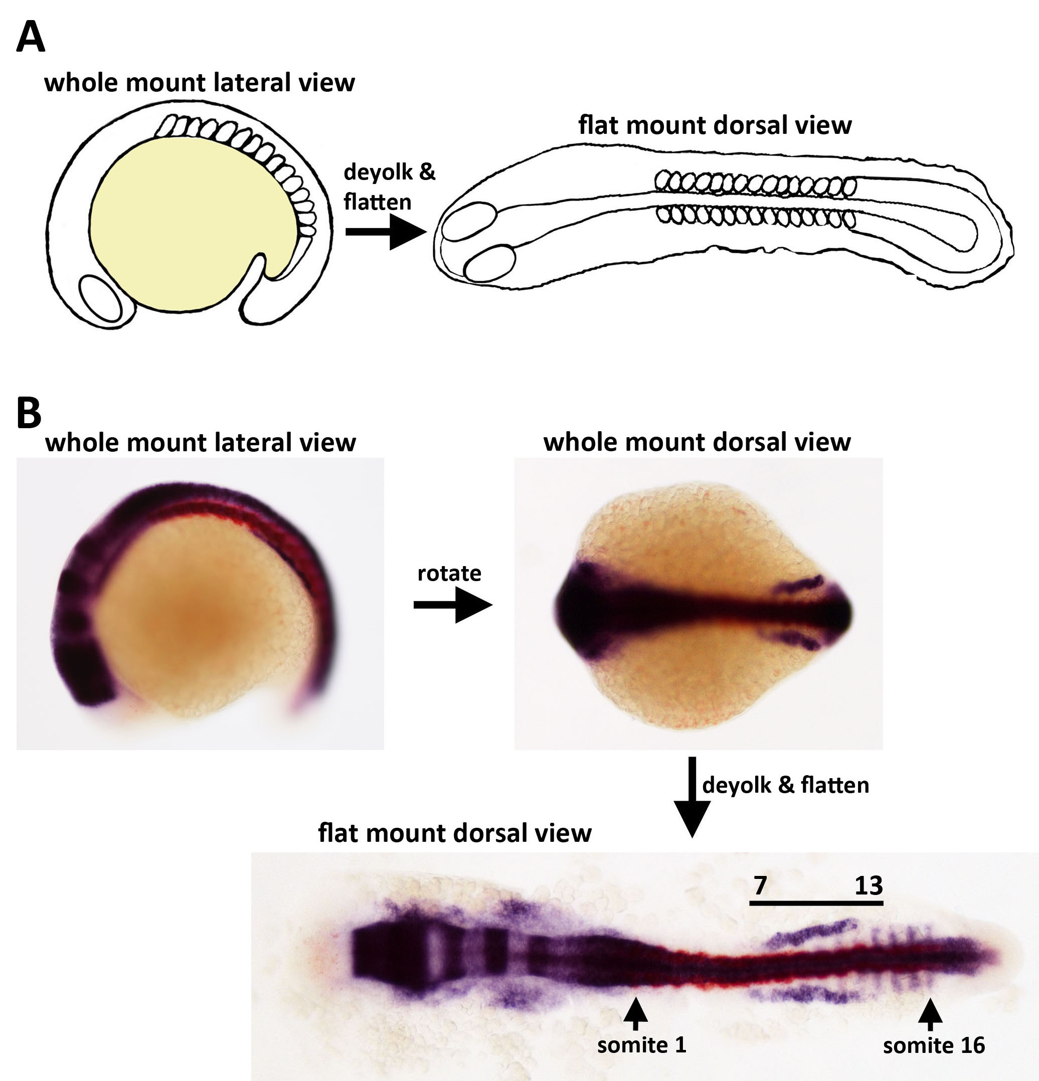Flat Mount Preparation for Observation and Analysis of Zebrafish Embryo