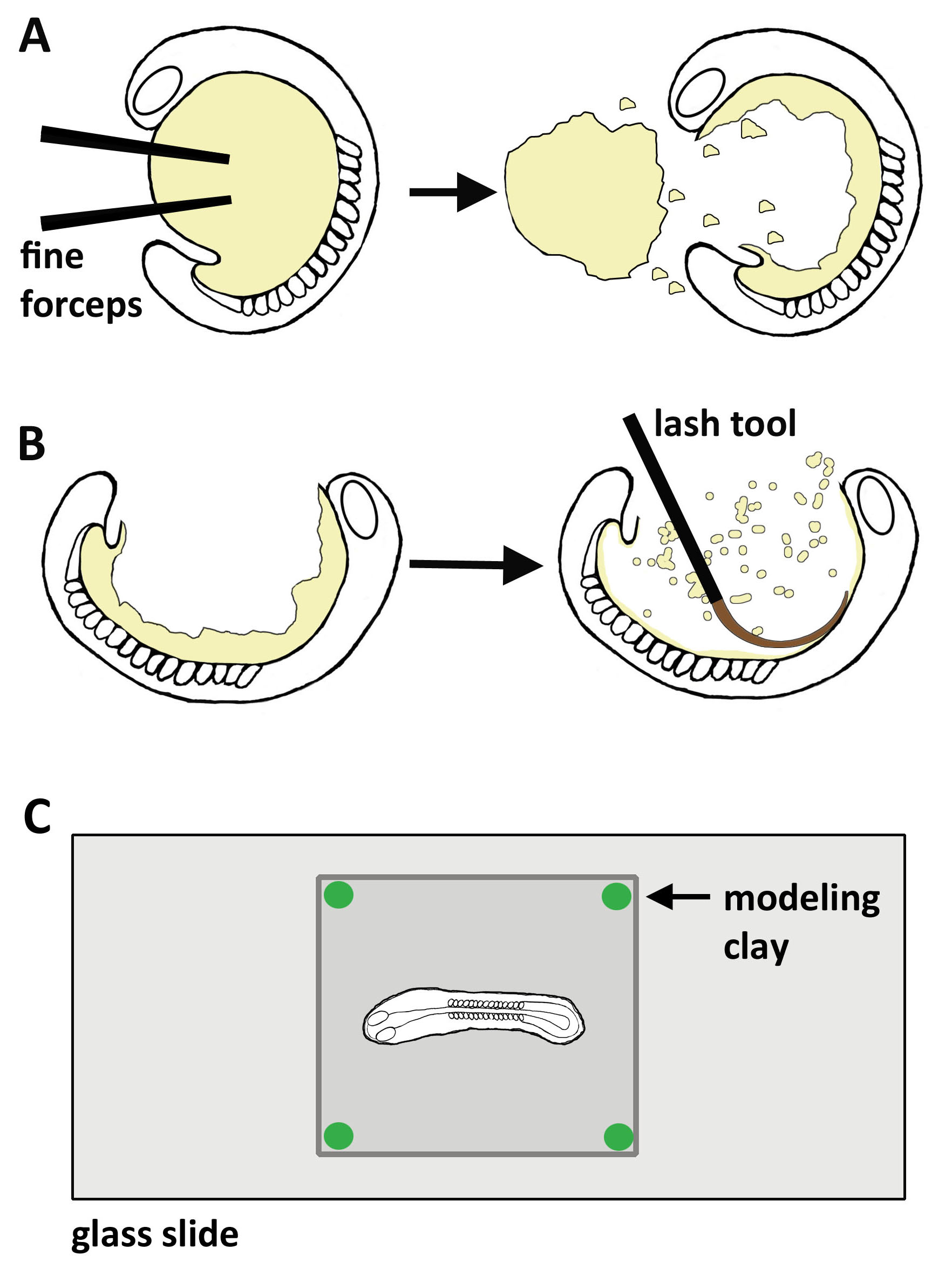 Flat Mount Preparation for Observation and Analysis of Zebrafish Embryo Specimens Stained by
