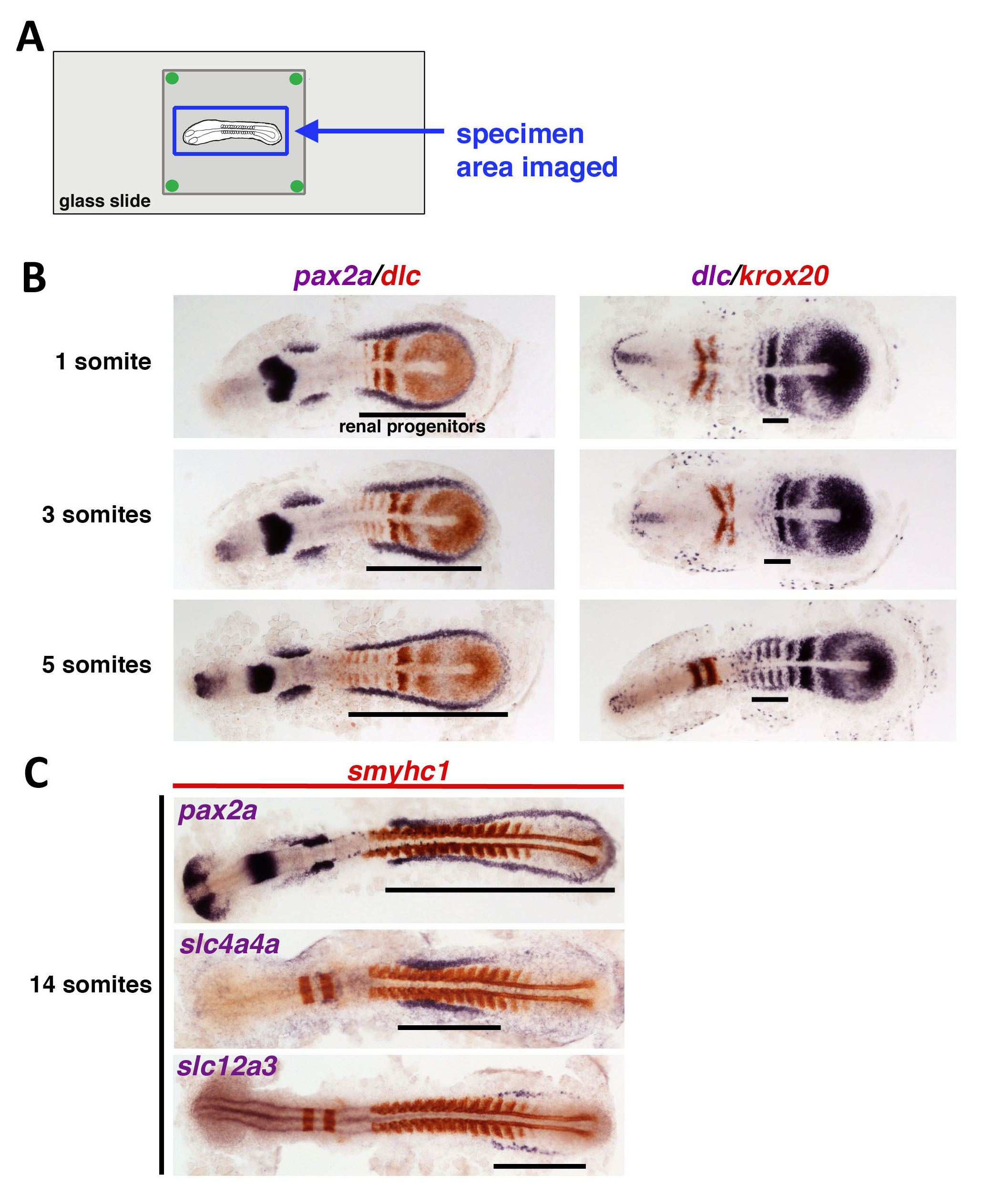 Flat Mount Preparation for Observation and Analysis of Zebrafish Embryo