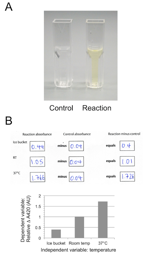 Dosage de l'activité enzymatique