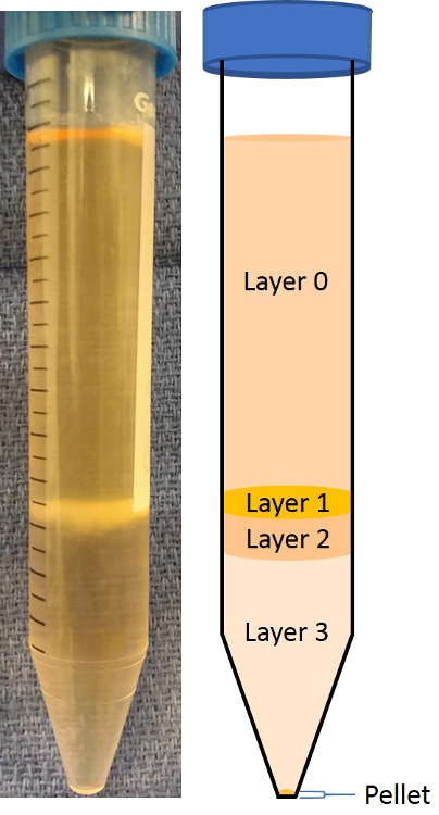 Figura 2