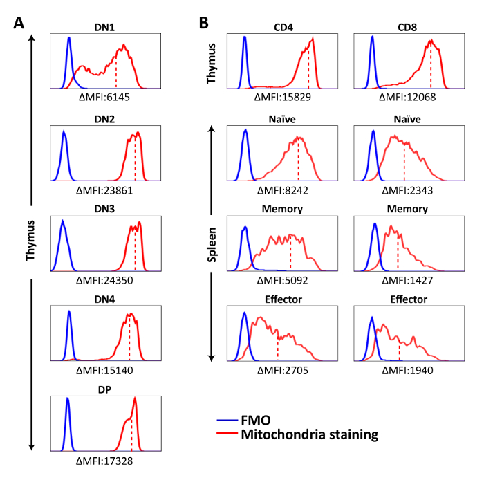 Multicolor Flow Cytometry Based Quantification Of Mitochondria And Lysosomes In T Cells Protocol Translated To Japanese