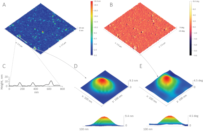 Imaging of Extracellular Vesicles by Atomic Force Microscopy ...