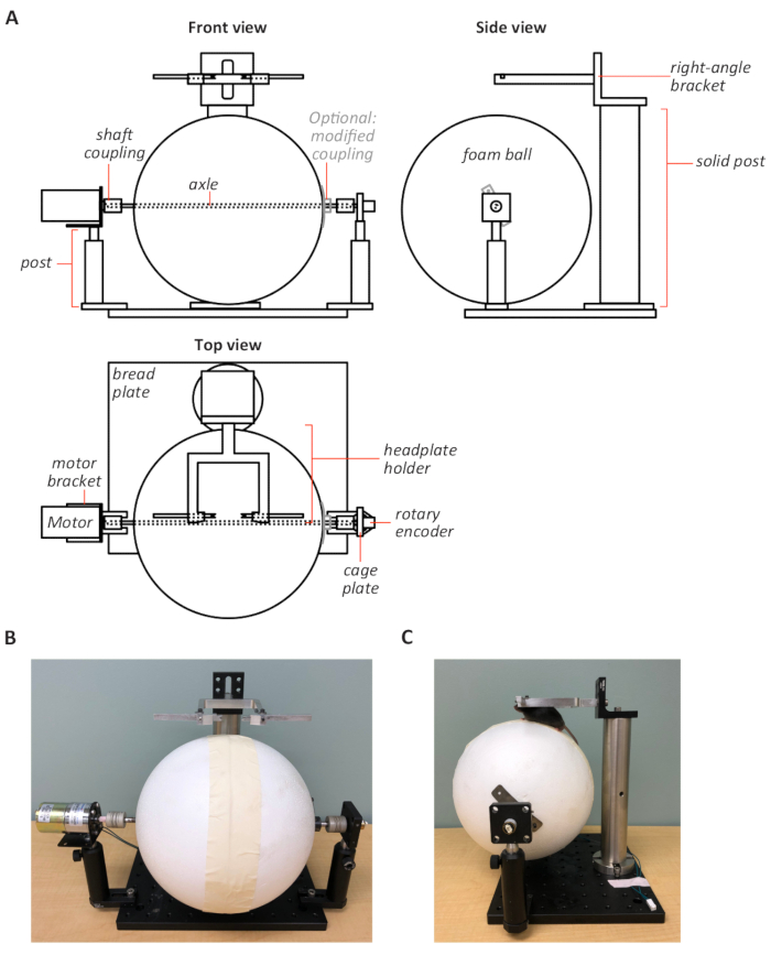 Visualizing Protein Kinase A Activity In Head-fixed Behaving Mice 