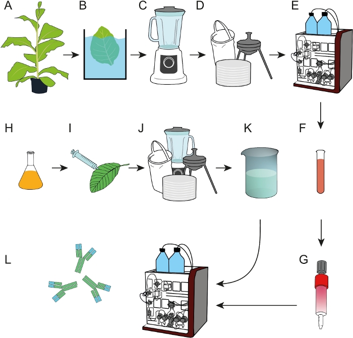 kul Arbejdskraft elektrode Activated Cross-linked Agarose for the Rapid Development of Affinity  Chromatography Resins - Antibody Capture as a Case Study | Protocol  (Translated to Danish)