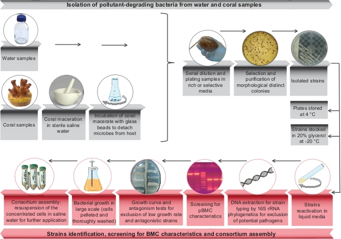 Isolement Des Microorganismes De L Air