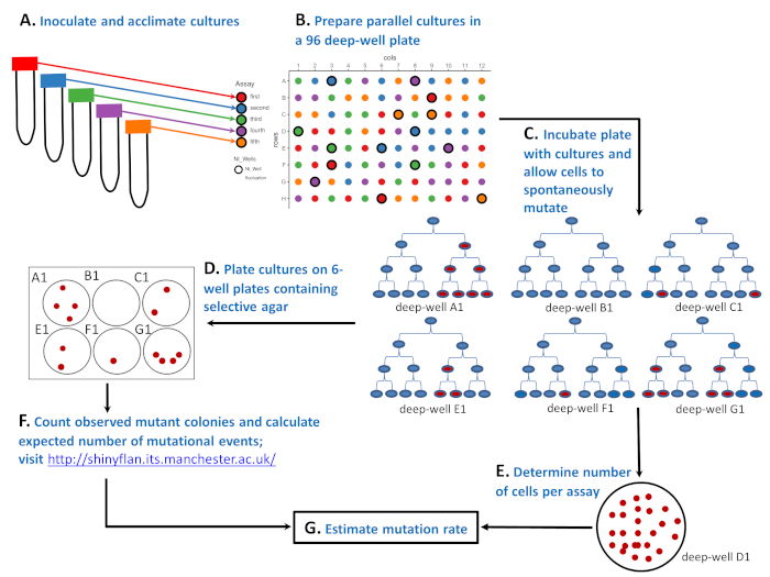 Measuring Microbial Mutation Rates with the Fluctuation Assay (Video ...