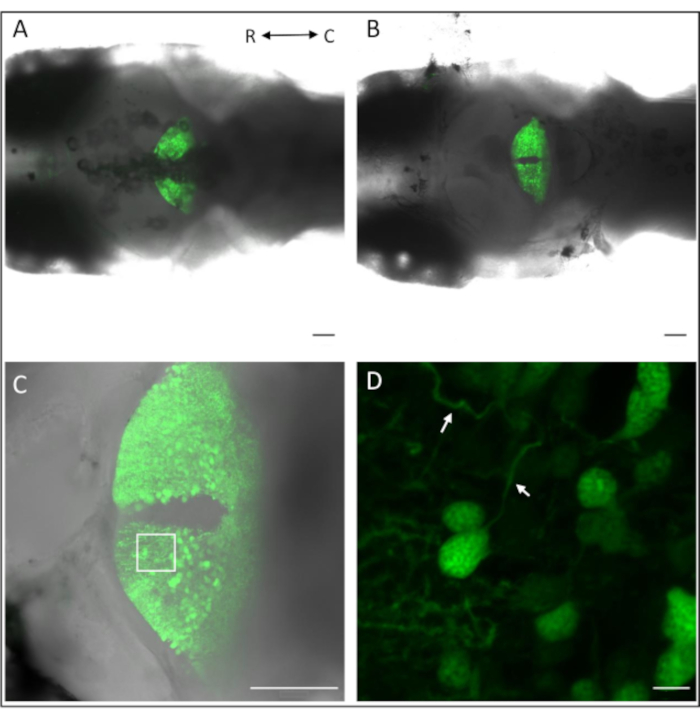 Figure 4