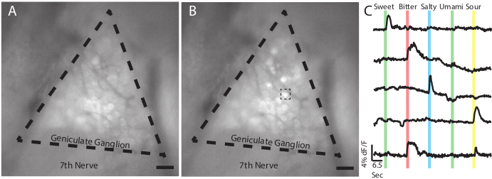 In vivo Calcium Imaging of Mouse Geniculate Ganglion Neuron Responses ...