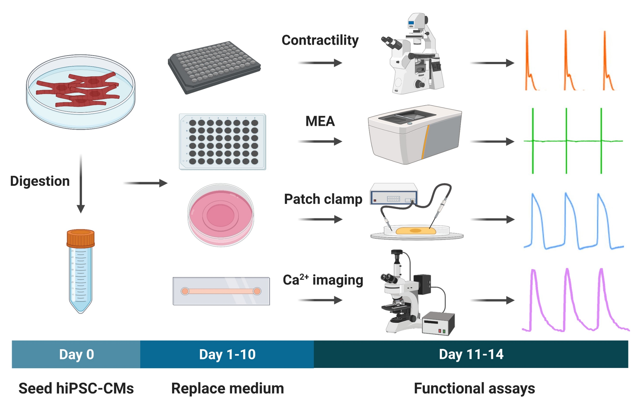 Technical Applications of Microelectrode Array and Patch Clamp