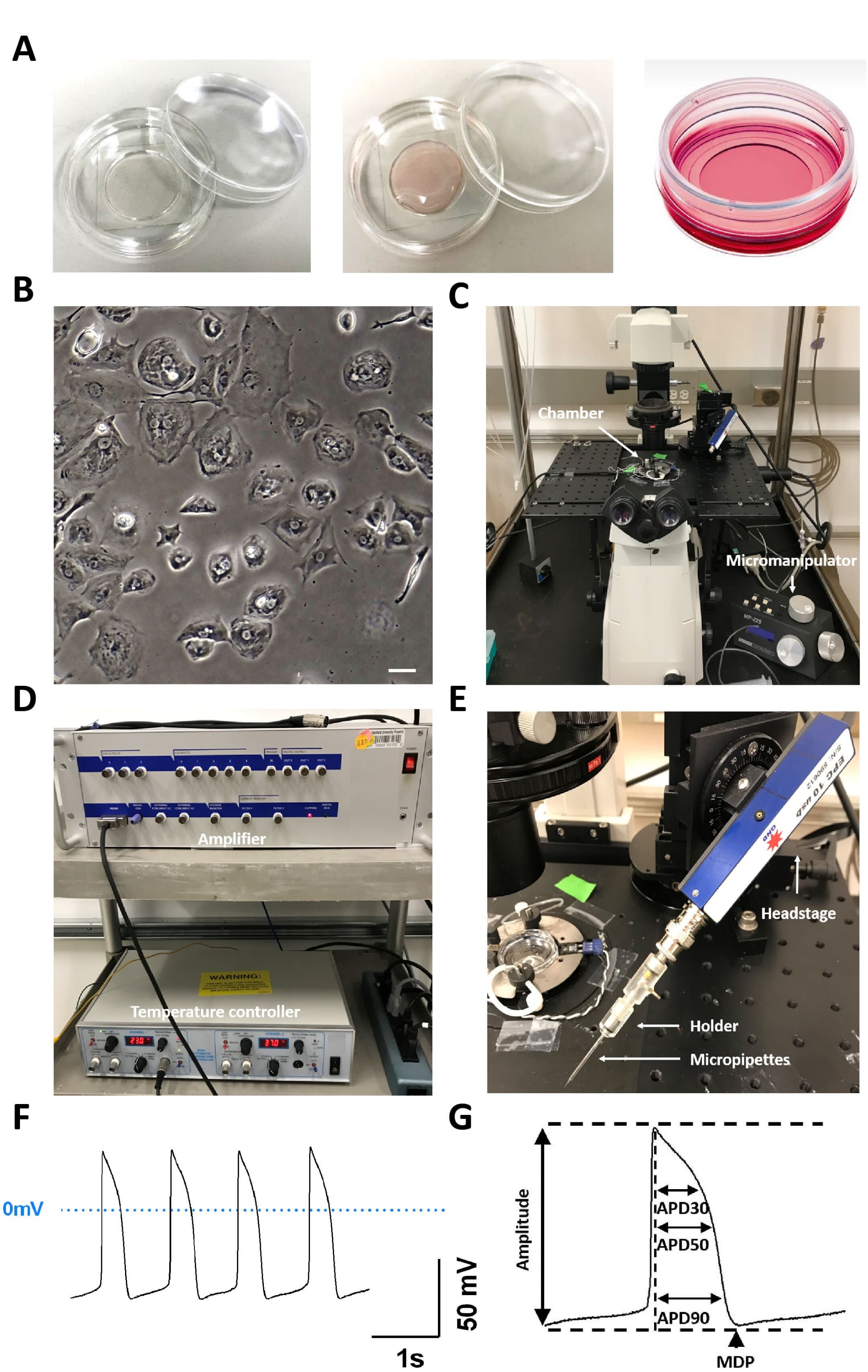 Technical Applications of Microelectrode Array and Patch Clamp