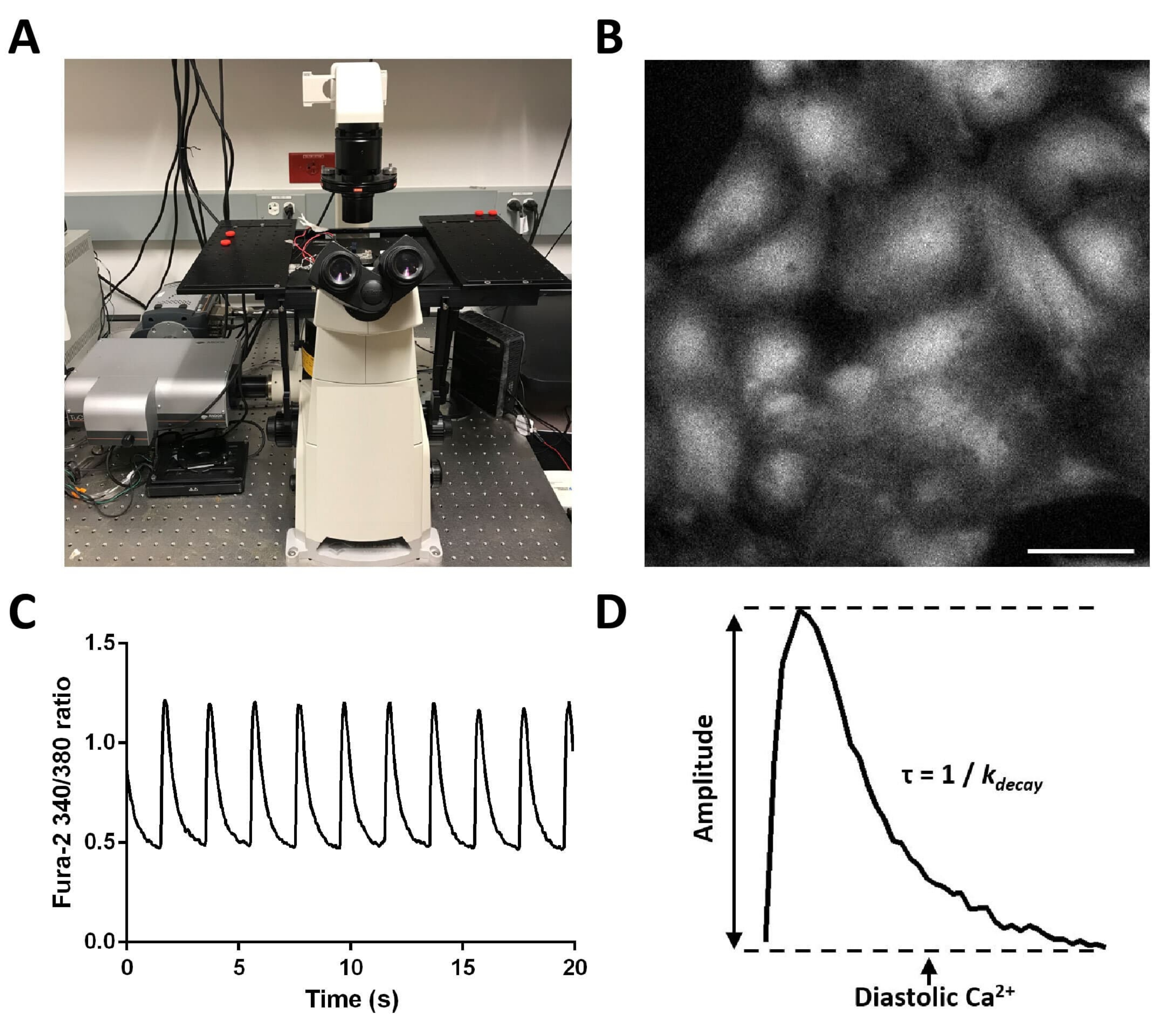 Technical Applications of Microelectrode Array and Patch Clamp
