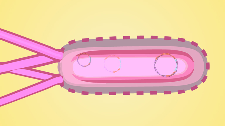 Bacterial Transformation