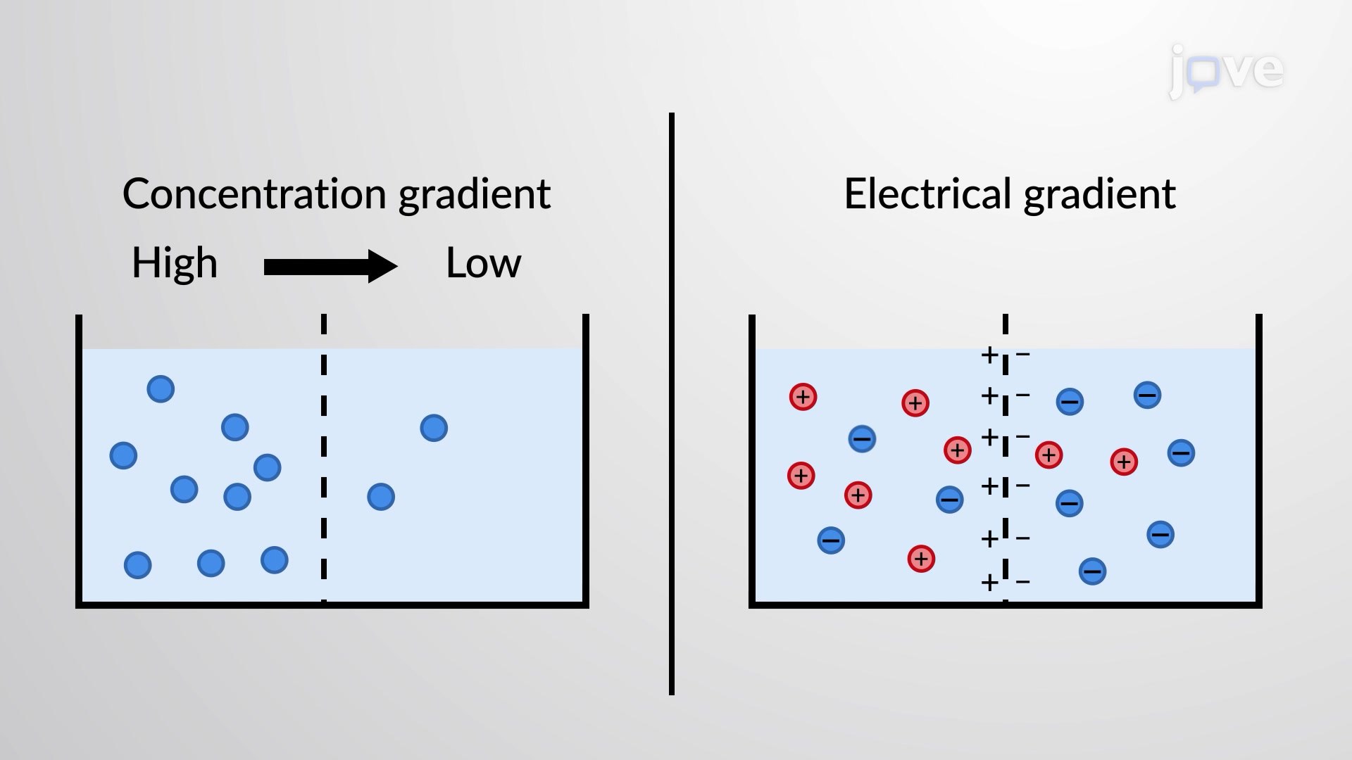 Vid o Qu est ce Qu un Gradient lectrochimique