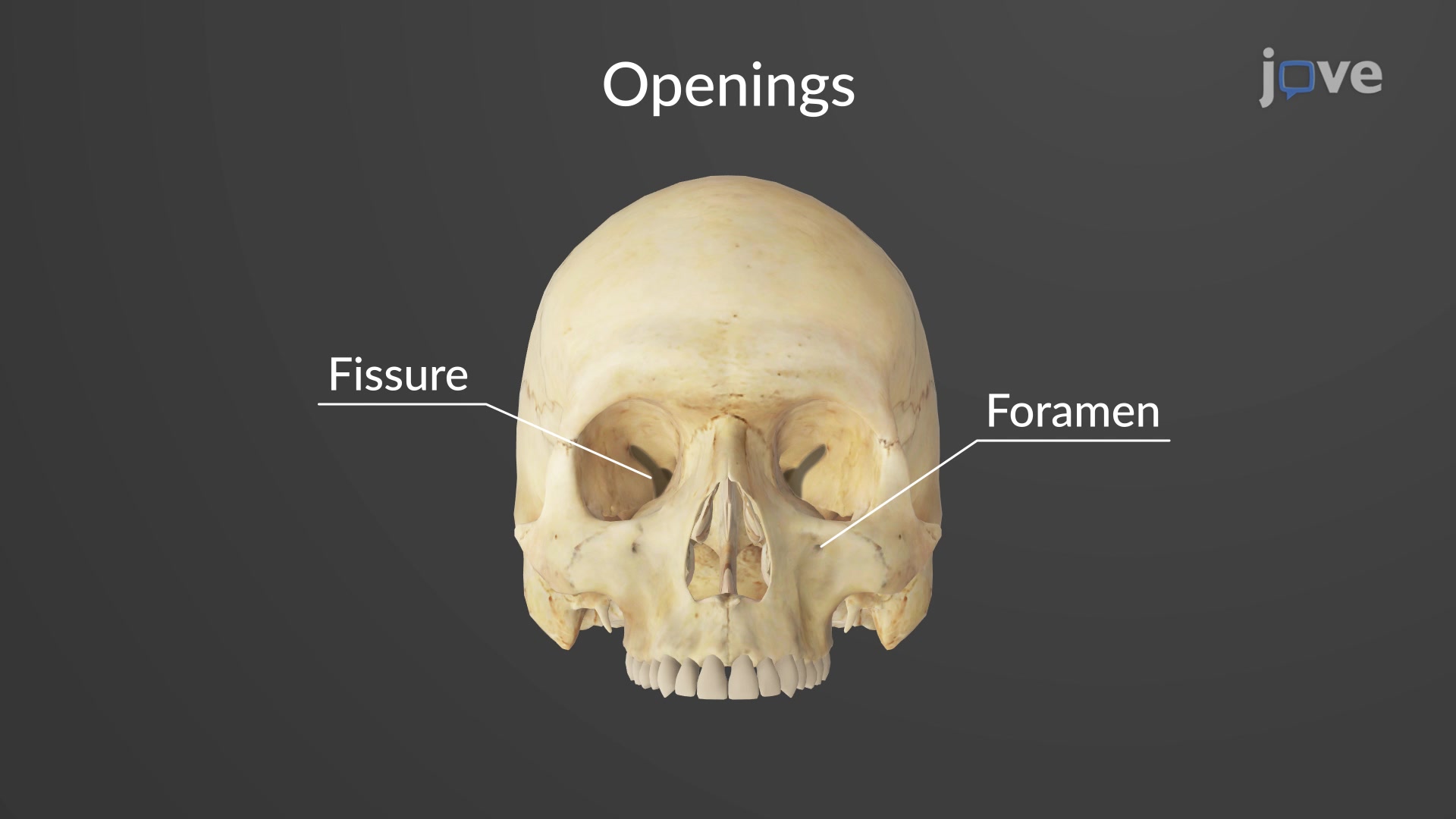 Bone Markings Anatomy And Physiology JoVe
