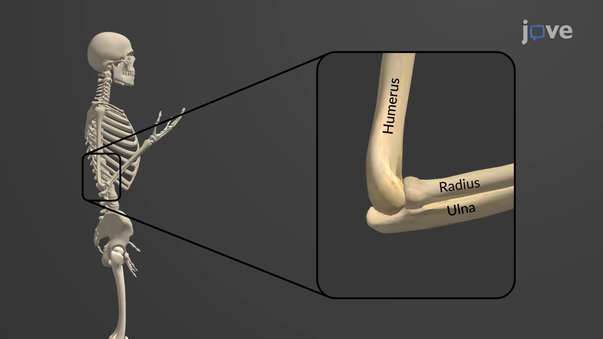 Humerus Ulna Radius